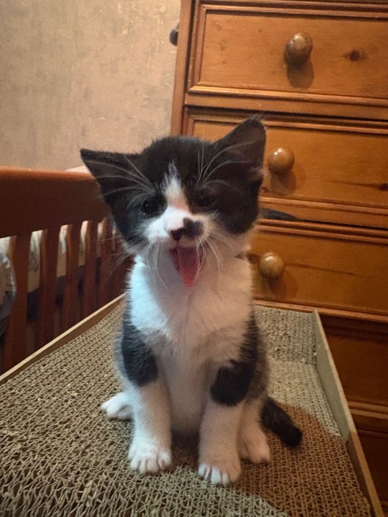 Adorable Black-and-White Kitten with Heart-Shaped Mark Ready for His New Home from 15/12/25 