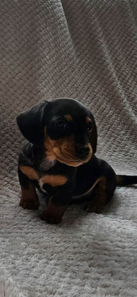 Kc miniature Dachshund puppy's for sale 