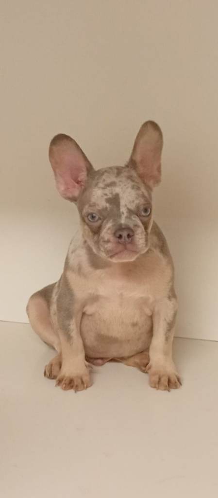 French bulldog puppies