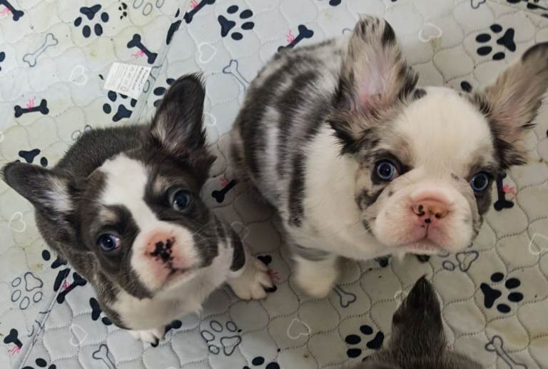 fluffy french bulldogs 