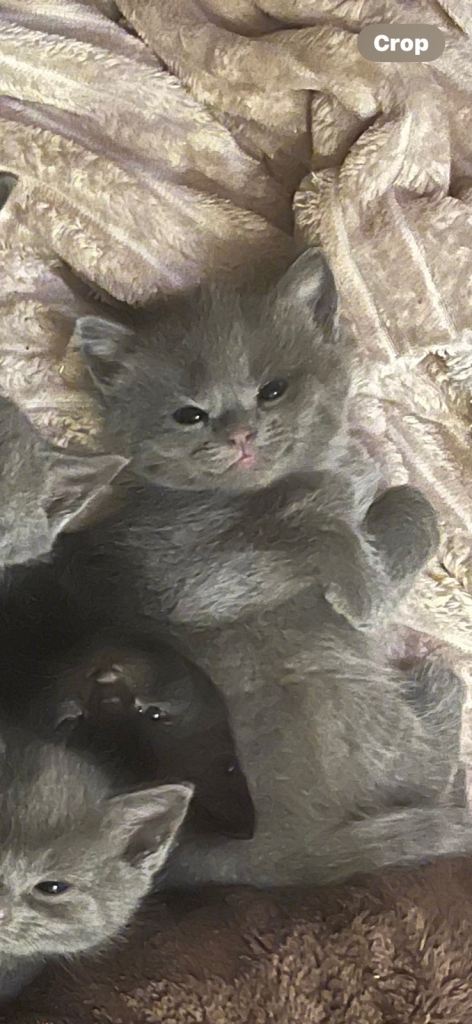 Kittens 4sale❤️