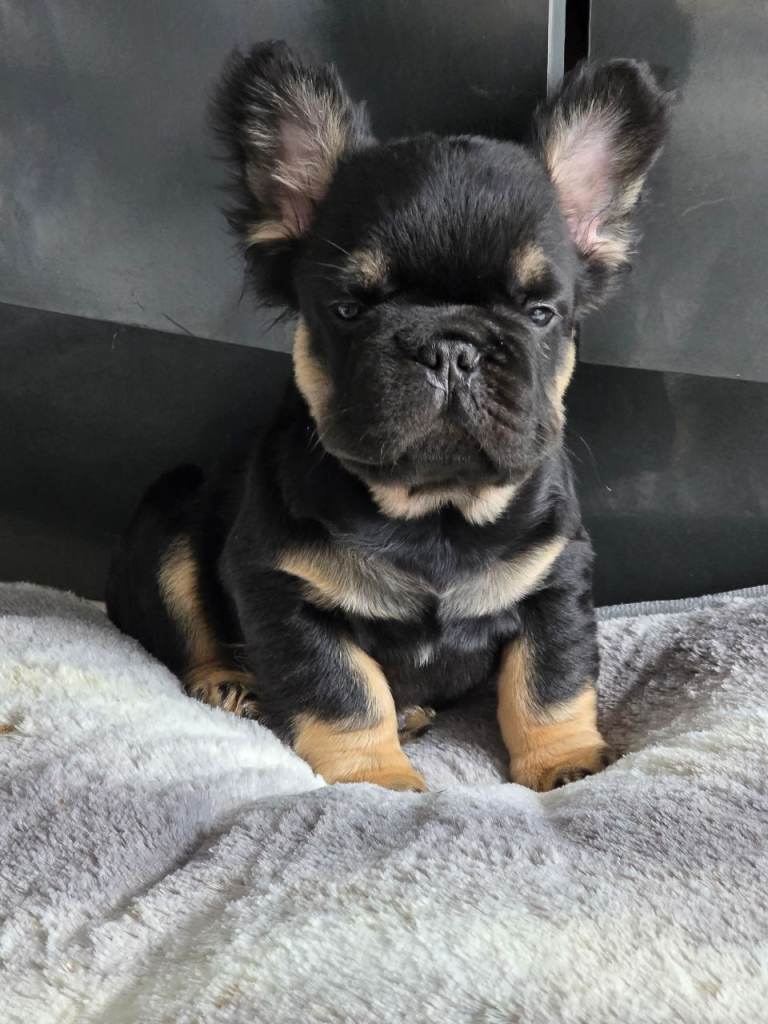 Fluffy french bulldog puppys 