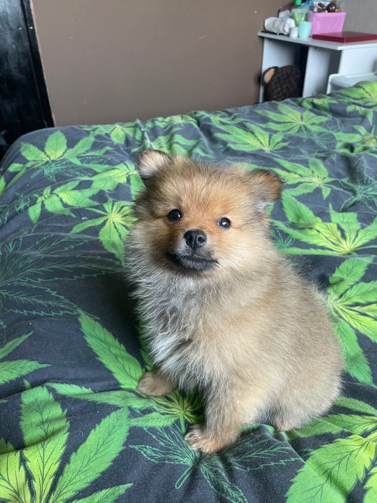 Male Pomeranian puppy 