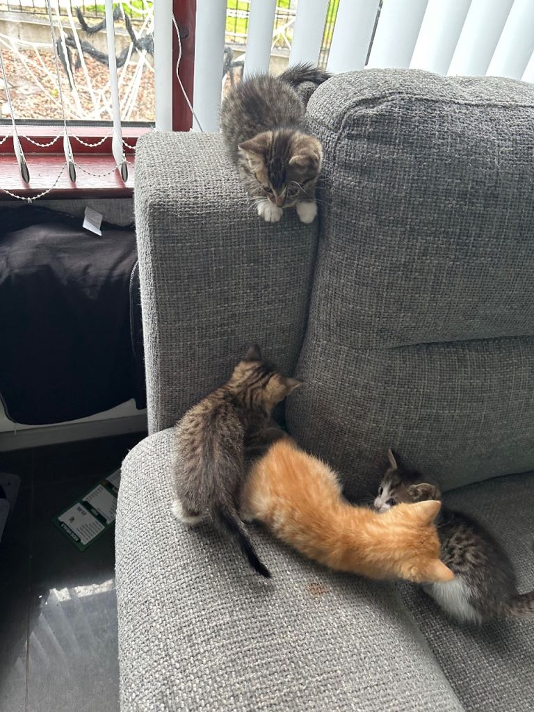 Kittens for sale ready to go now