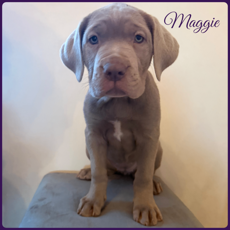 Neapolitan x Italian Mastiff pups READY NOW 