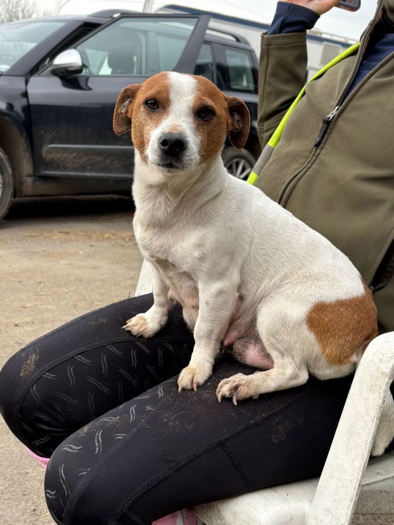 Jack Russell pup minature