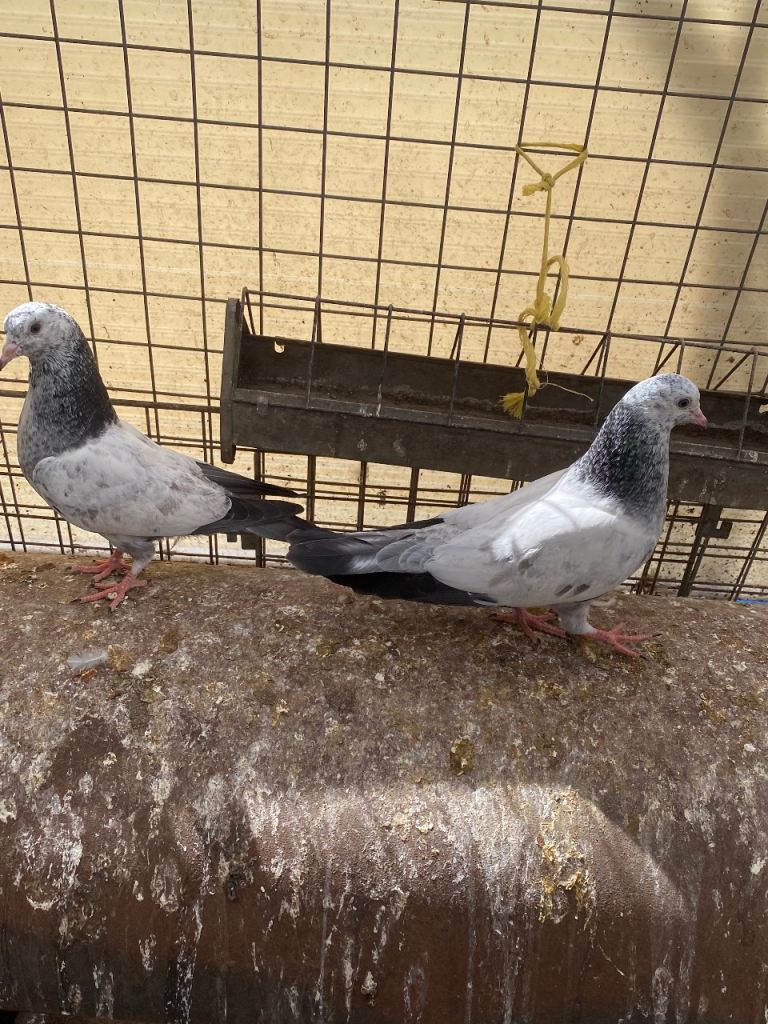 Beautiful Pakistani highflyer pigeon ,Polish chicken pair , Brahma pair available read priceSeparate