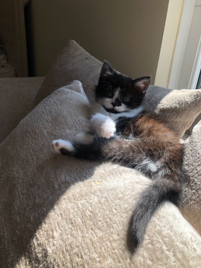 3 kittens for sale in Streatham