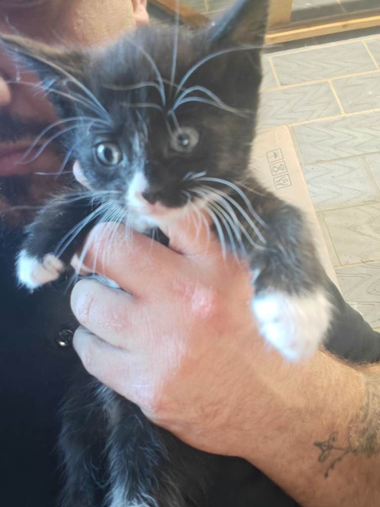 Kitten