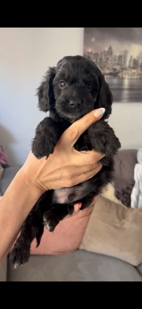 F1 Cockapoo puppies 