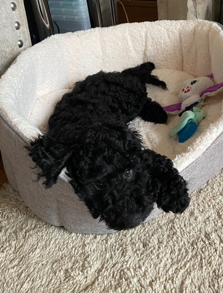 6 Month Old Cockerpoo Male Puppy