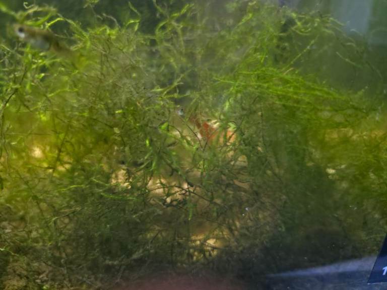 Java Moss Aquarium Plant Large Handful £4