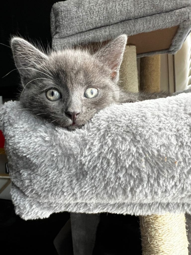 Siamese and British longhair mixed kittens 