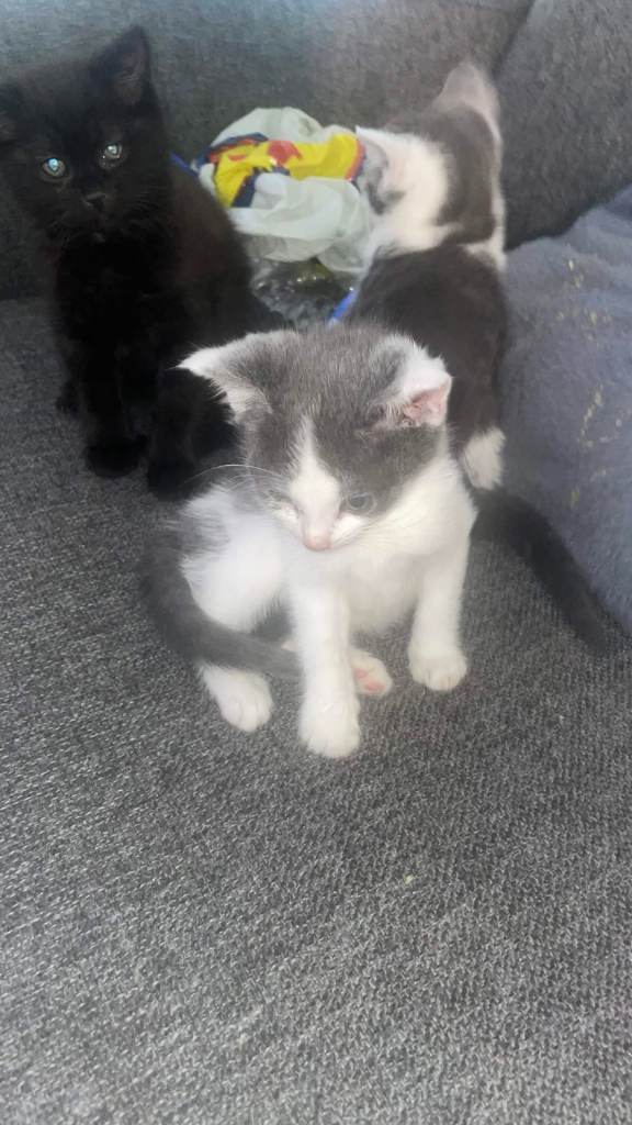 6 left Adorable Healthy Kittens for Sale – £100 Each – Ready Now!