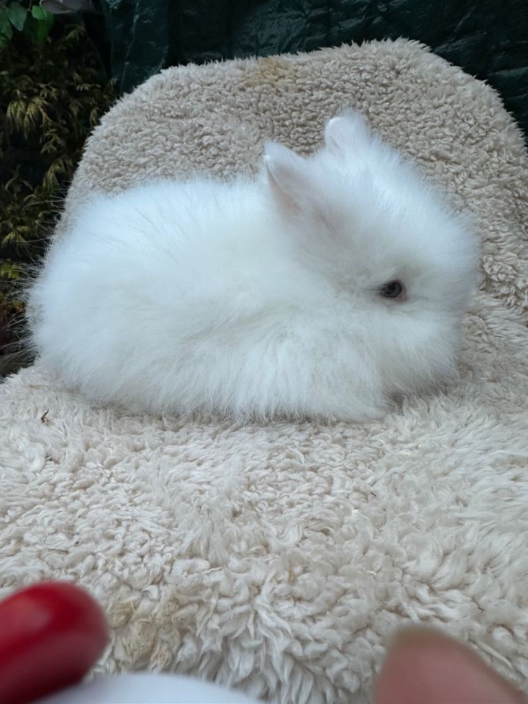 Lionhead Rabbits 
