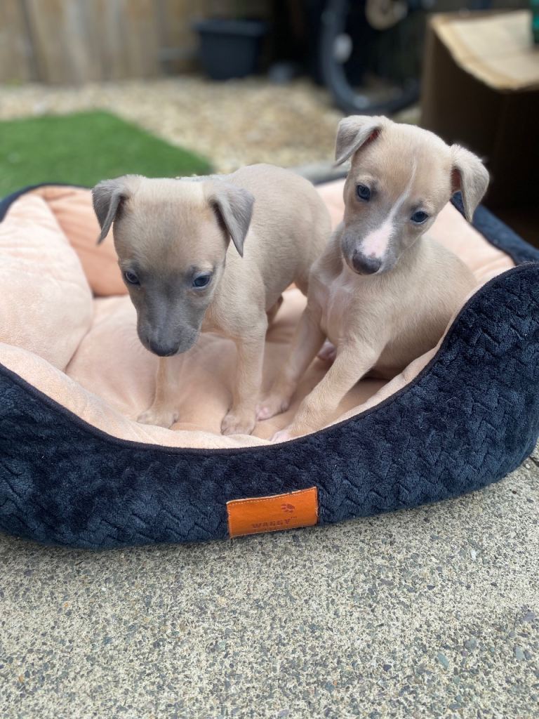 KC Reg Whippet 