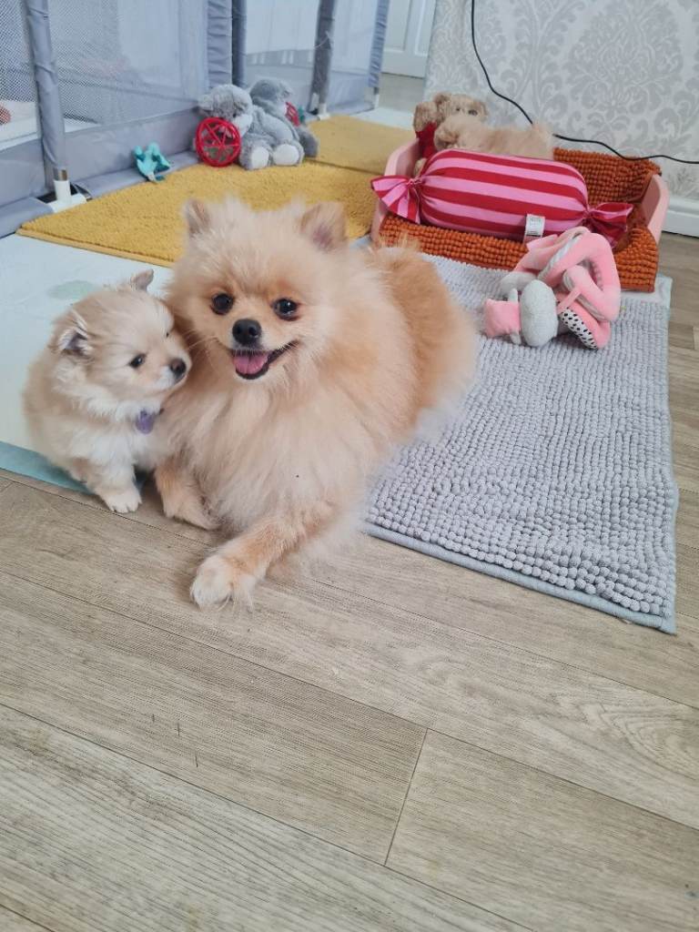 Beautiful pomeranian puppies 