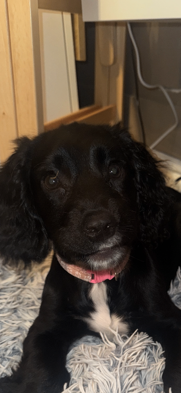 Spaniel black female