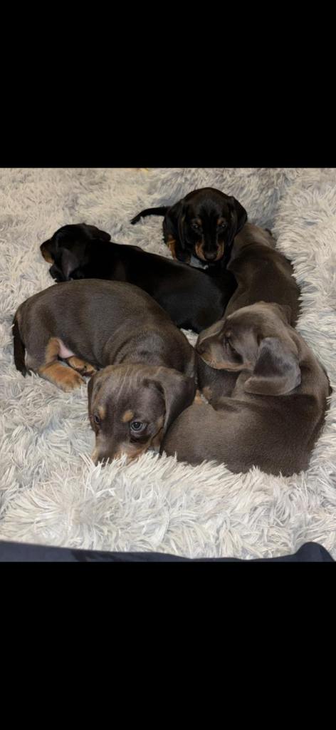 Miniature dachshund puppies