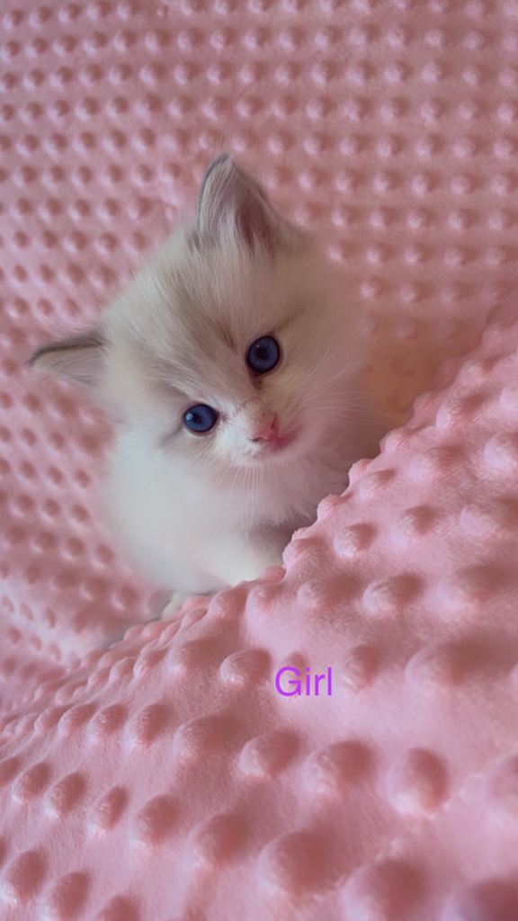Purebred ragdoll kittens for sale