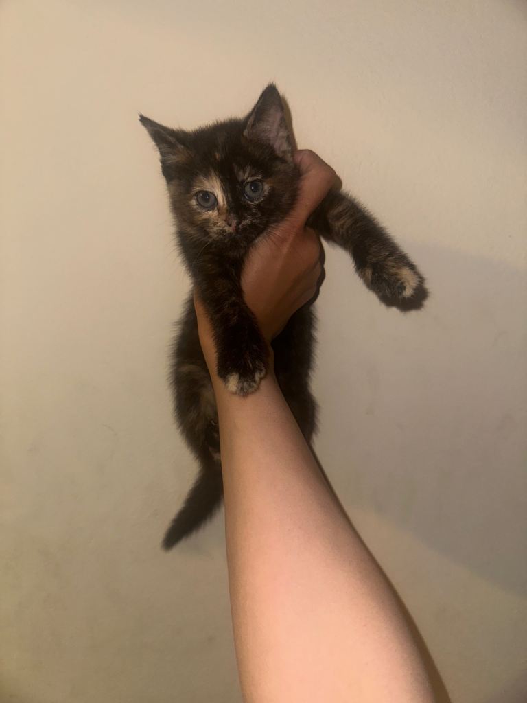 1 cute Kitten and mum who need a loving home