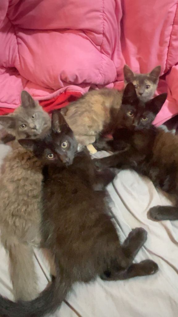 4 gorgeous kittens for sale 