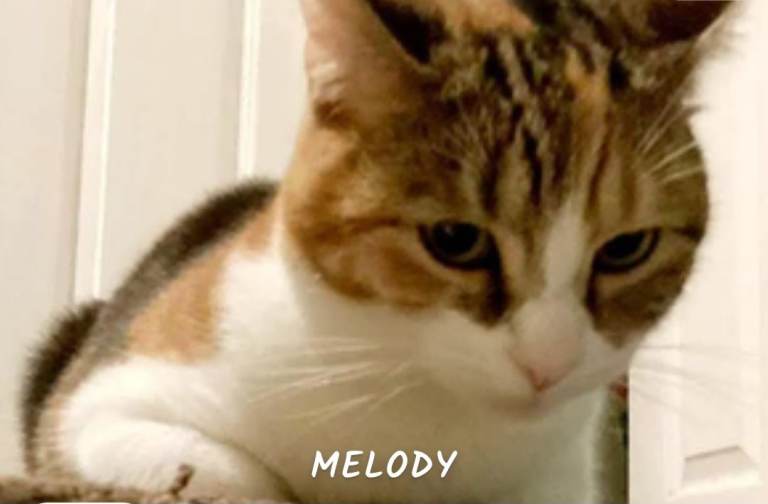 3-Year-Old female Domestic Shorthair