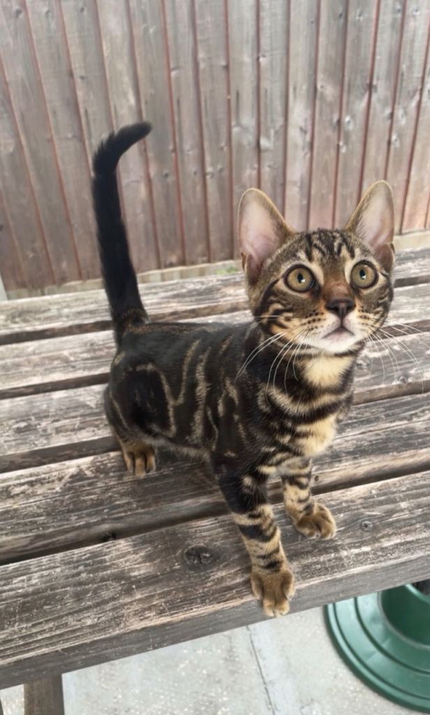 MIXED BENGAL KITTENS FOR SALE