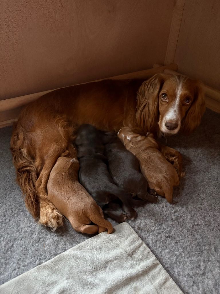 Cocker spaniel puppies 