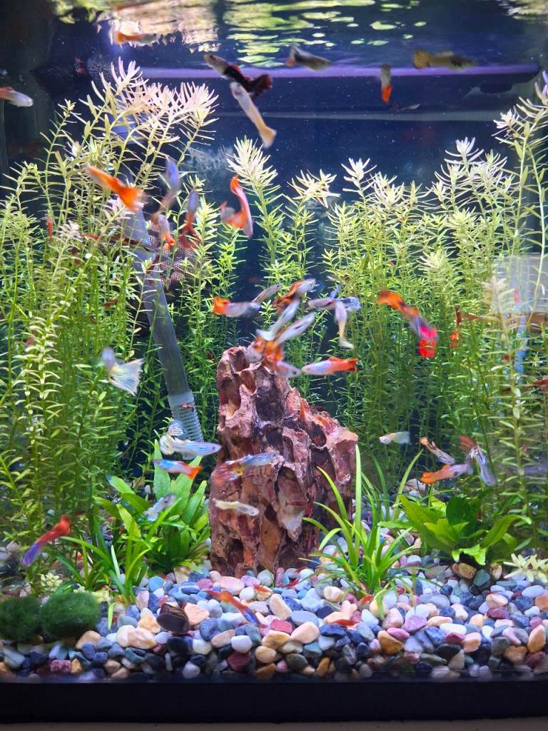 100 x Guppies , Guppy tropical fish  for 80 £