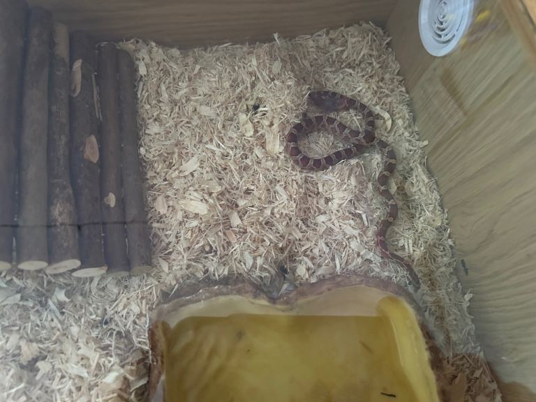 Corn snake 