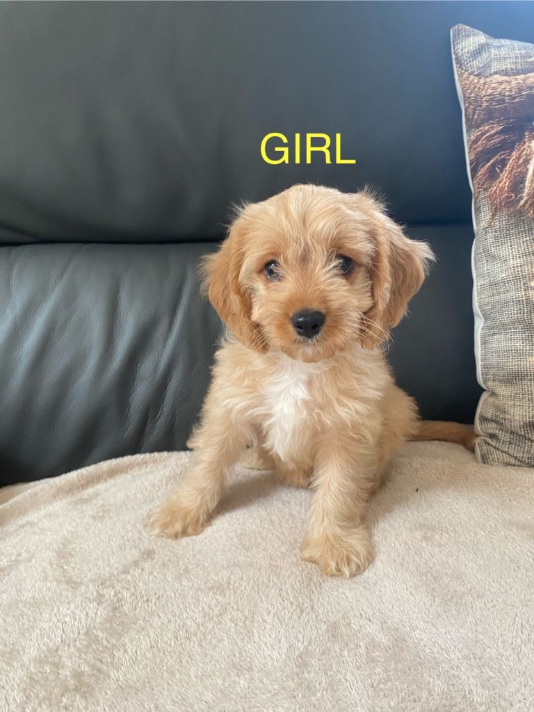 Cavapoo pups 