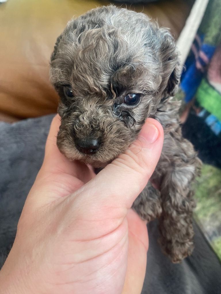 Toy poodle puppies 
