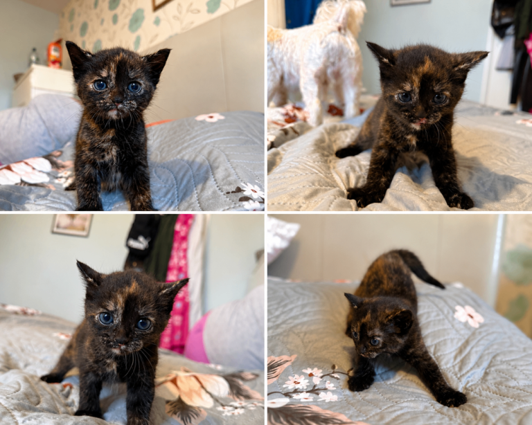 Hi, I have one little kitten female 