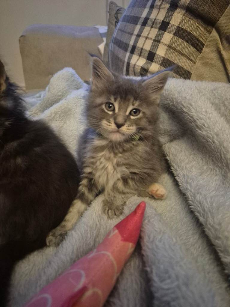 2 amazing Maine Coons boy's looking for there forever home 🏡 😍 