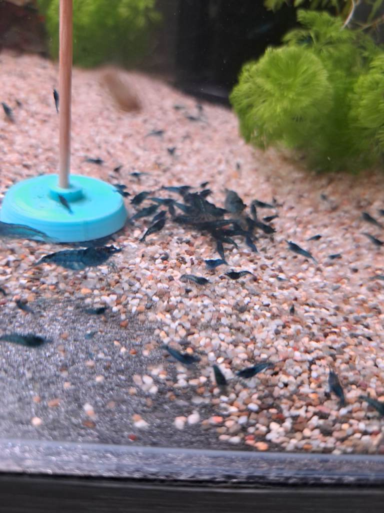 Blue shrimp 50p orange/ clear Shrimp 20p each. 