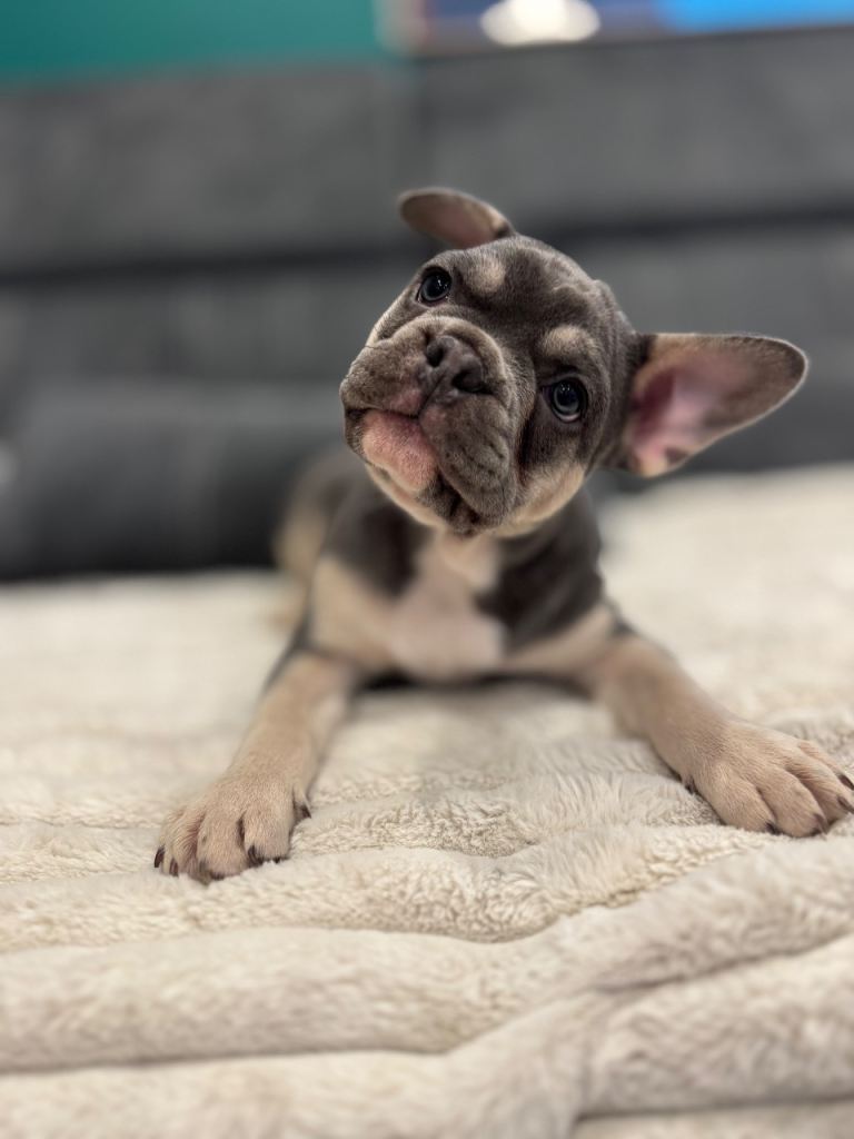 🐾 Blue & Tan French Bulldog Puppy – Ready Now 🐾