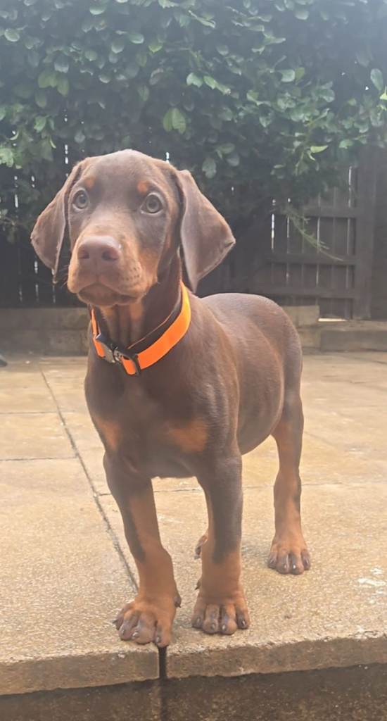 Working/show line dobermann pups available 