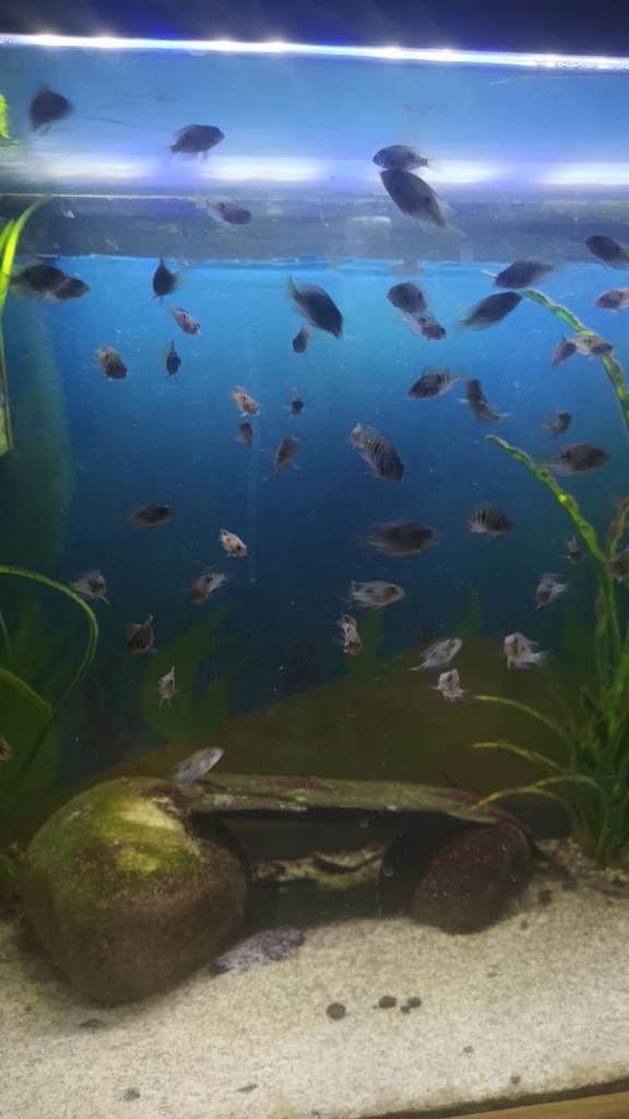 Tropical fish cichlid's