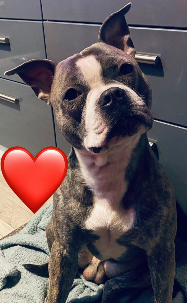 Staffordshire Bull Terrier X 