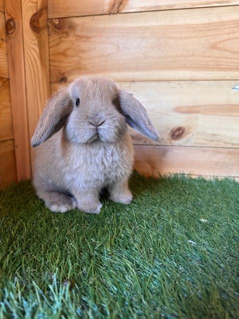 Mini lop rabbits 