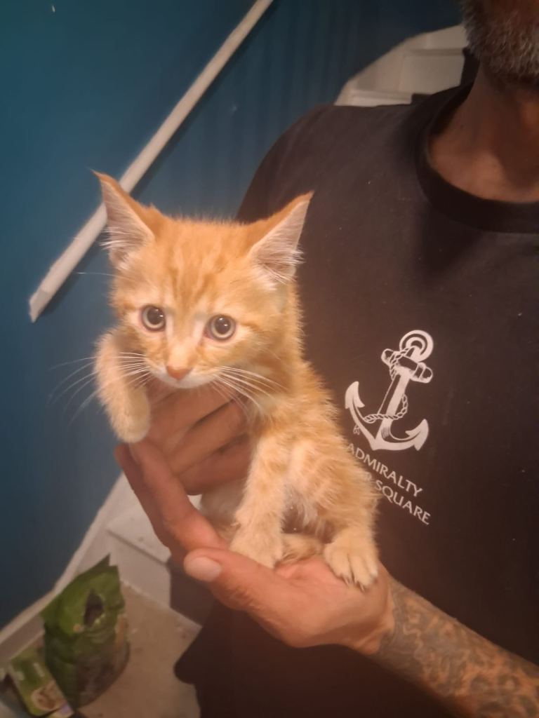 8 Weeks Old Kittens for Sale