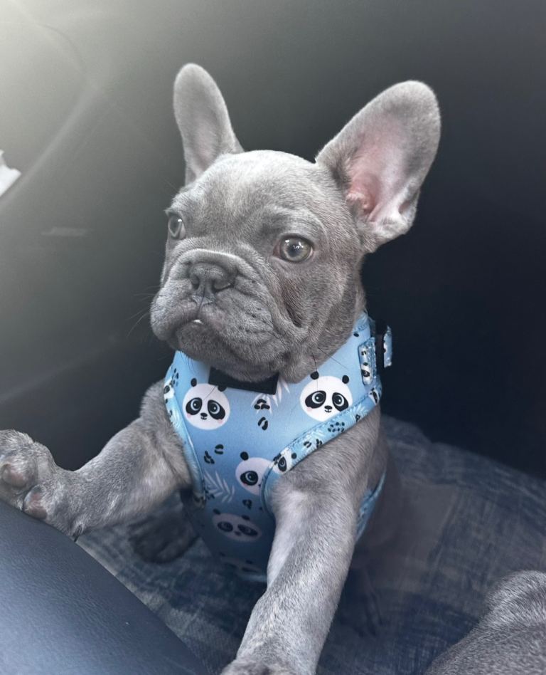 French bulldog pup