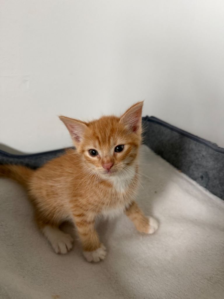 Kittens for sale 