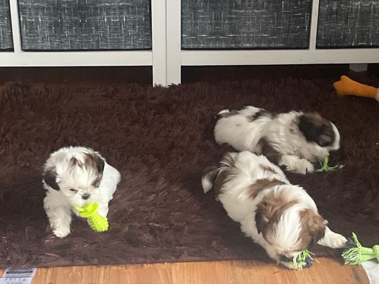 Shih Tzu puppies for sale