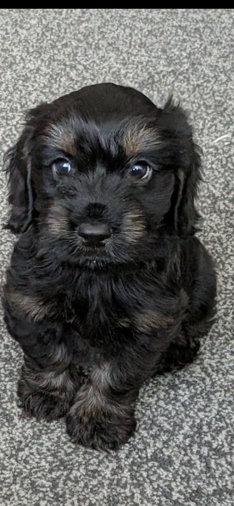 Cavapoo