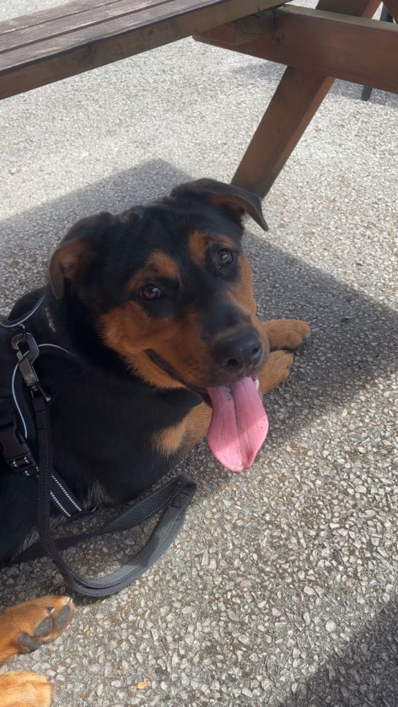 Beautiful Rottweiler/Malinos female for sale💕