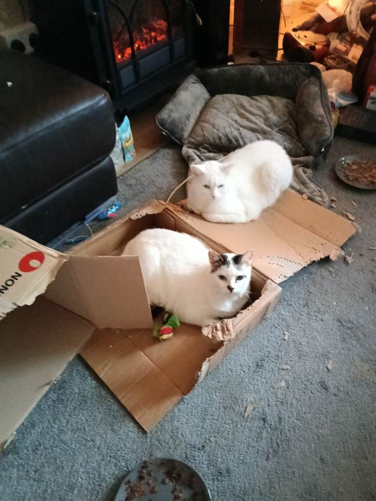 PET SITTER/ DOG WALKING 