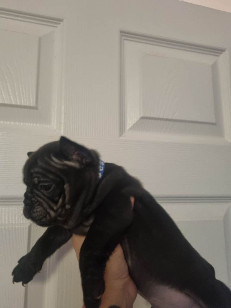 French/english bulldog puppy