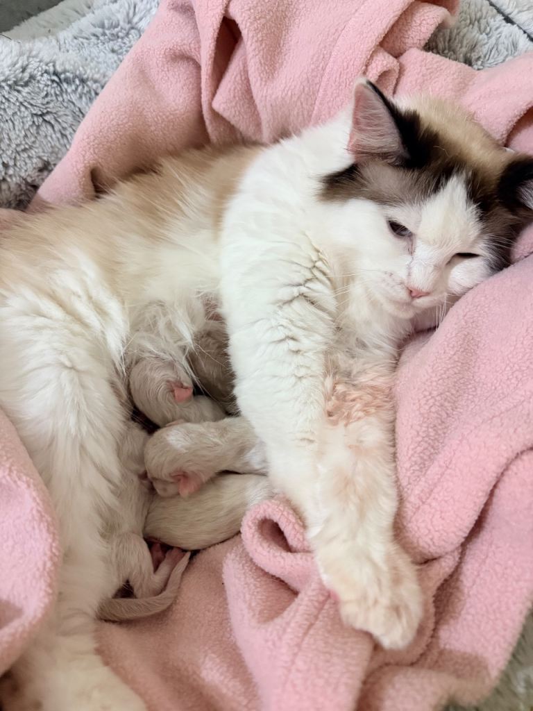 Pure breed ragdoll kittens for sale 